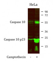 anti-Caspase 10 antibody