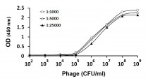 anti-M13 Bacteriophage g8p coat protein antibody [SQab21250] (HRP)