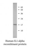 Human IL1 alpha recombinant protein (Active) (His-tagged, C-ter)