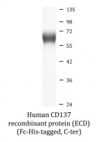 Human CD137 recombinant protein (ECD) (Fc-His-tagged, C-ter)