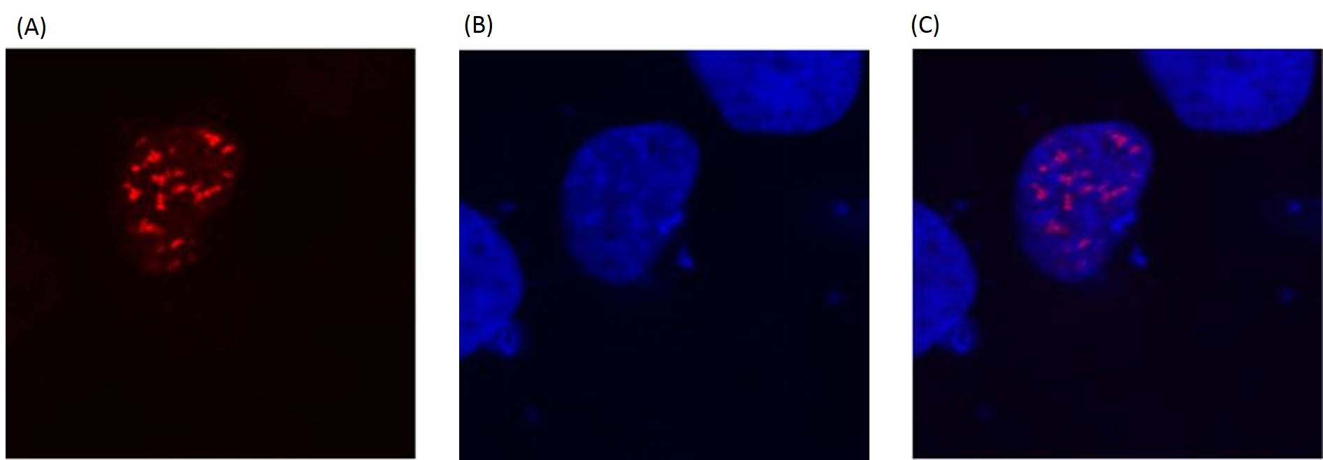 Tag Internal Control Antibody Duo (DDDK tag, beta Actin)