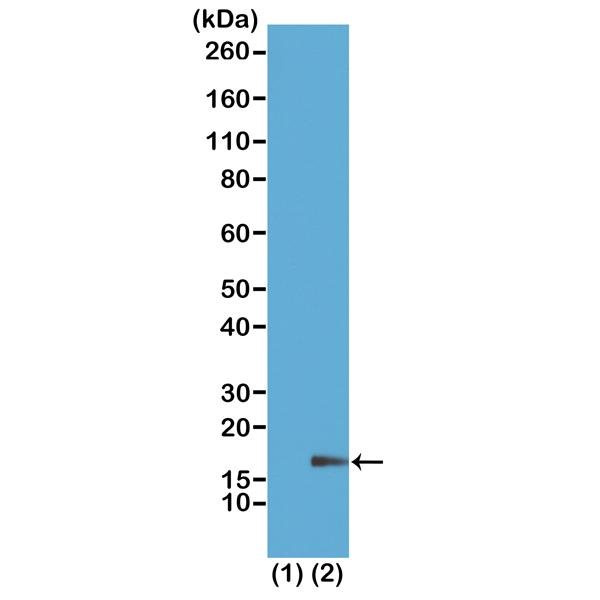 Anti-Monomethyl-Histone H3 (Lys18) Rabbit Monoclonal Antibody [Clone RM167]; H3K18me1; Histone H3 (monomethyl K18); 31-1076-00; 31-1076-00-S
