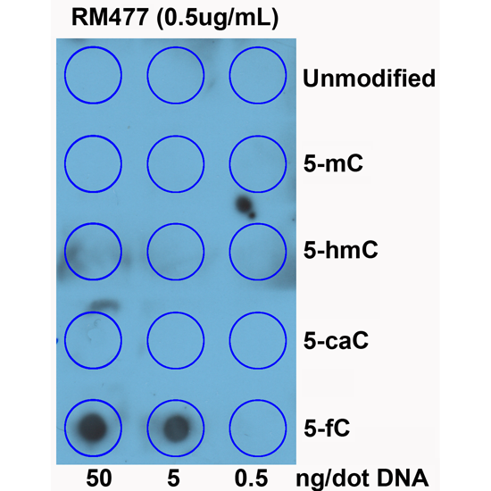 Anti-5-Formylcytosines (5-fC) Rabbit Monoclonal Antibody [Clone RM477], 31-1369-00