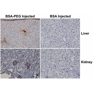 Immunohistochemistry
