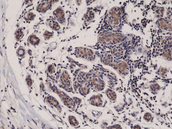 Anti-Smac Rabbit Monoclonal Antibody [Clone RM271], 31-1152-00
