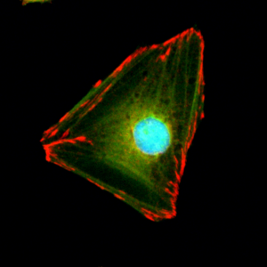 Immunocytochemical