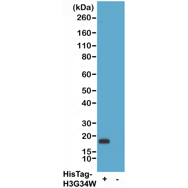 Biotin Anti-His-Tag Rabbit Monoclonal Antibody [Clone RM146]; 6x His-Tag or 10x His-Tag; 31-1048-02
