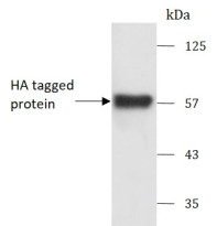 anti-HA tag antibody (HRP)