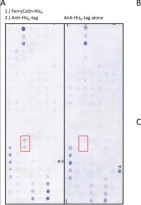 anti-6X His tag antibody [AD1.1.10] (AP)