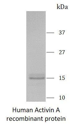 Human Activin A recombinant protein (Active) (Tag free)