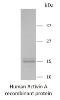 Human Activin A recombinant protein (Active) (Tag free)
