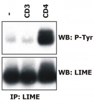 anti-LIME antibody [LIME-06]